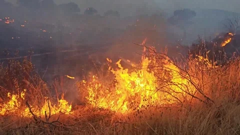 Flames in the dry grass Stock Footage 330925571