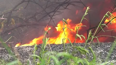 Flames during a forest fire. The forest litter is burning. Fires in the Stock Footage 282505552