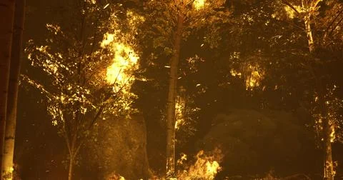 Flames engulf forest during wildfire in a thickly wooded area at dusk Stock Illustration