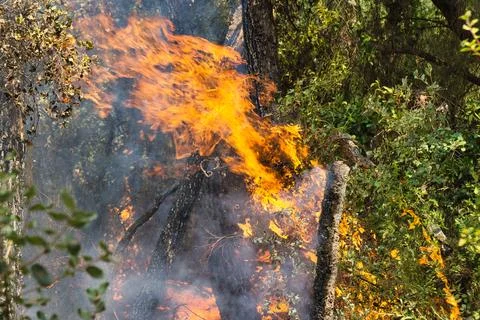 Flames engulf a tree in dense green forest Stock Photos