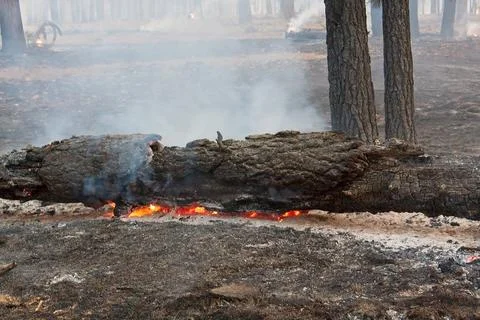 Flames on a fallen tree on the forest floor in a forest fire. Foto stock