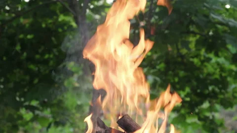 Flames of fire on background of green trees on summer day. Wildfire Danger Stock Footage 220079597