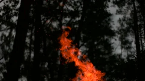 Flames of the fire on a background of trees Stock Footage 65216946