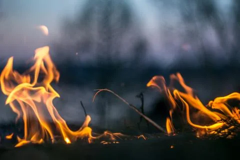 The flames of the fire burning the herb in the evening field, turning into co Stock Photos