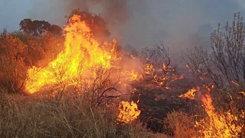 Flames of a forest fire in the mountains Stock Footage 330925570