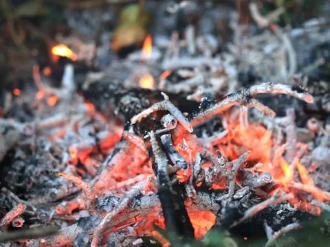 Flames of a forest fire Stock Photos