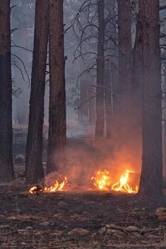 Flames on the forest floor in a forest fire, Flagstaff, Arizona. Stock-Fotos
