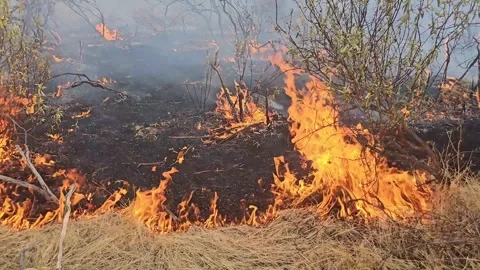 Flames from a grass fire Stock Footage 330925563