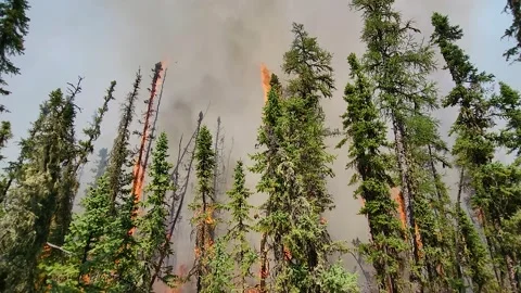 Flames run high in the tops of the trees in a forest fire of a pine forest Stock Footage 243873490