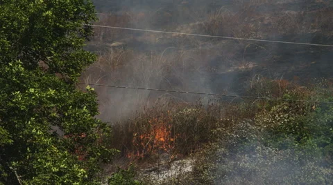 Flames shot with black smoke burn a patch of berry vines and weeds 스톡 동영상 59161083