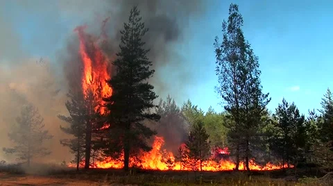 Flames of wild fire ascends to the tops of the pine forest trees. Stock Footage 52118850