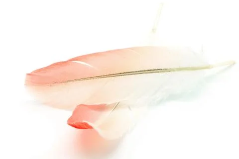 Flamigo feather isolated Stock Photos