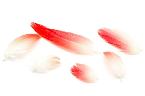 Flamigo feather isolated Stock Photos