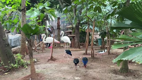 Flamigo Stock Footage 274236200