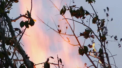 Flaming bonfire top with leafy branches and raging flame Stock Footage 253394448