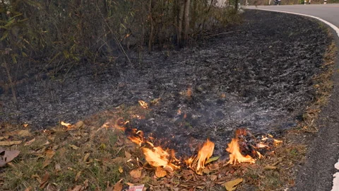 Flaming Chaos: Ground Fire in the Forest During the Dry Season Leads to Air Stock Footage 244335018