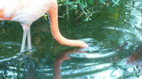 Flaming Stock Footage 508726