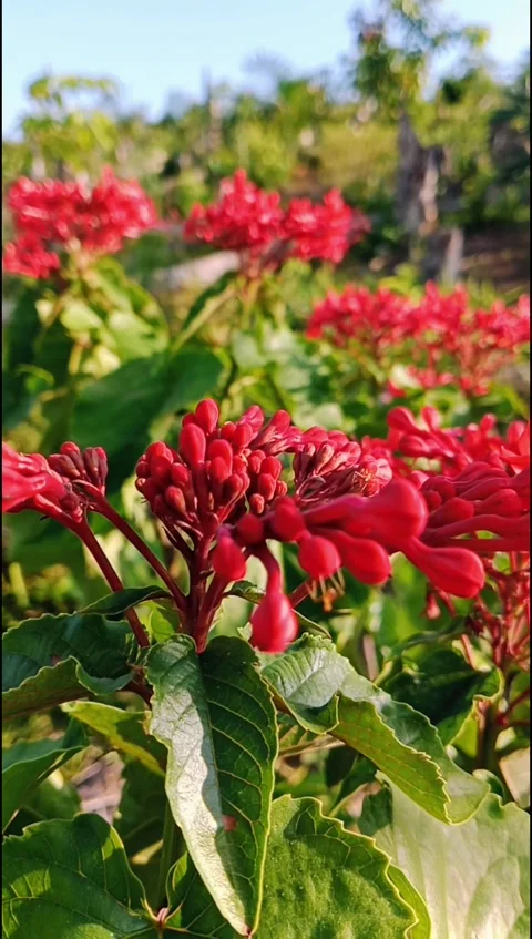 Flaming Glorybower Red Flowers With Ants Crawling In Tropical Garden Close Up Stock Footage 331767564