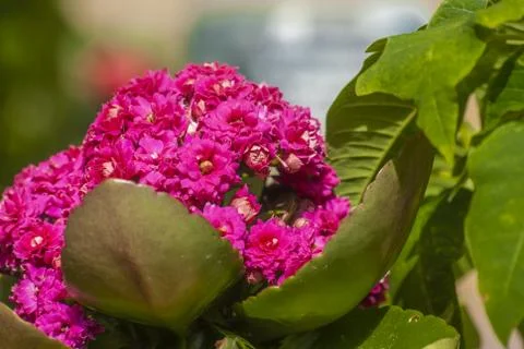 Flaming Katy Stock Photos