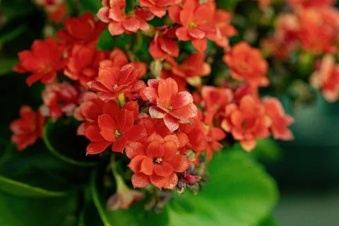 Flaming Katy Red Flower Stock Photos