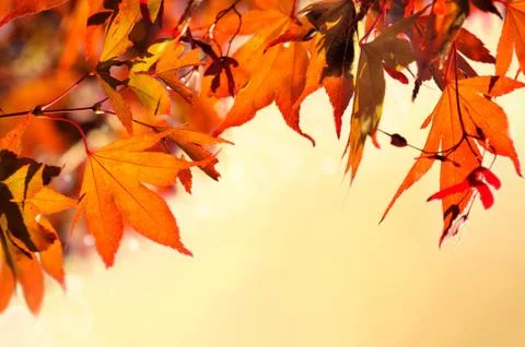 Flaming maple leaf Stock Photos