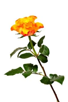 Flaming rose Stock Photos