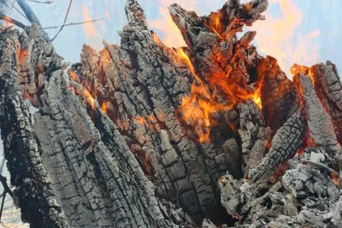 Flaming snag - forest in fire 写真素材