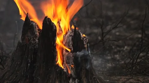 Flaming stump just after a forest fire Stock Footage 52445532
