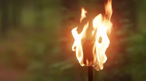 Flaming Torch In Forest 3k Stock Footage 49541266