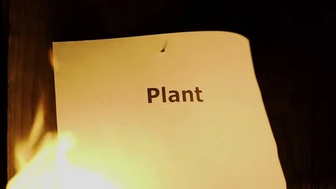 Flaming word Plant 스톡 동영상 75548981