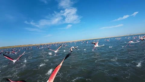 Flamingo 1000 Stock Footage 293200394
