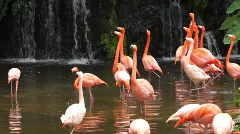 Flamingo #2 Video stock 10788395