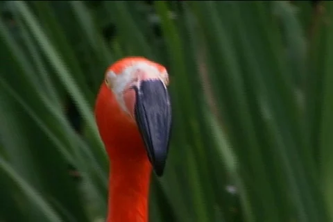 Flamingo 4 Stock Footage 677549