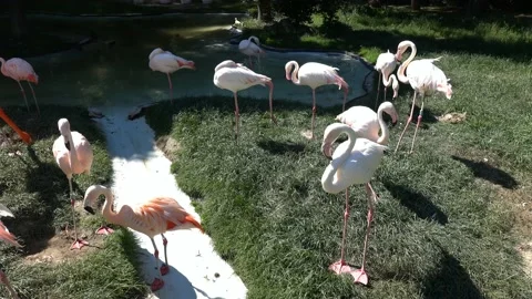 Flamingo activity in the pond Stock Footage 197030145