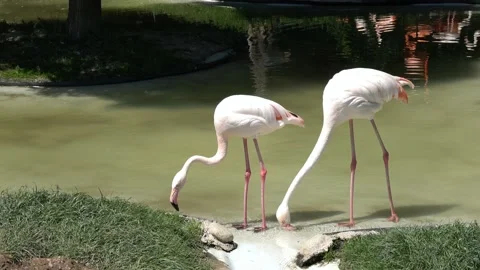 Flamingo activity in the pond Stock Footage 197040484