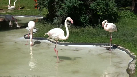 Flamingo activity in the pond Stock Footage 197040859