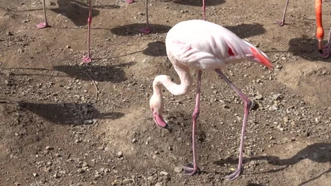 Flamingo activity in the pond Stock-Footage 346977318