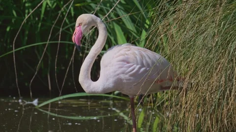 Flamingo adjusting feathers standing in shallow water 動画素材 340413336