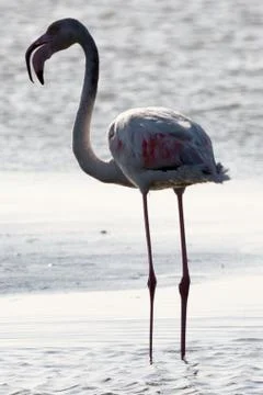 Flamingo against the light Stock Photos