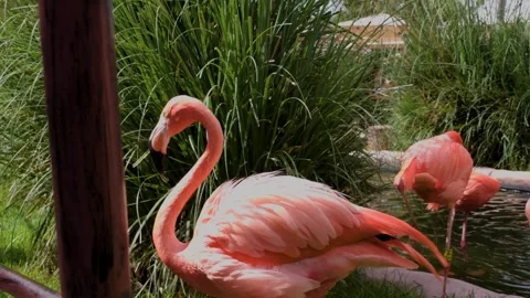 Flamingo and child interaction at Michin Aquarium Video stock 345160462