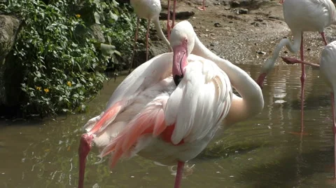 Flamingo and Pond Stock Footage 65968406