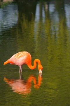 Flamingo and reflection Stock Photos