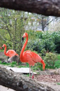 Flamingo on a background of green trees Foto stock