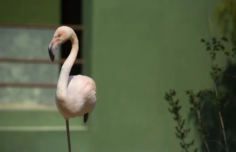 Flamingo balance Stock Photos