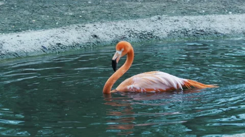 Flamingo bathing, dip head into the water, splashes, cleans feathers Stock Footage 65751487