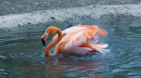 Flamingo bathing, dip your head into the water, vigorously waving wings Stockbeeldmateriaal 65751936
