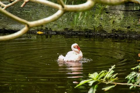 A flamingo bathing in the pond Stock Photos