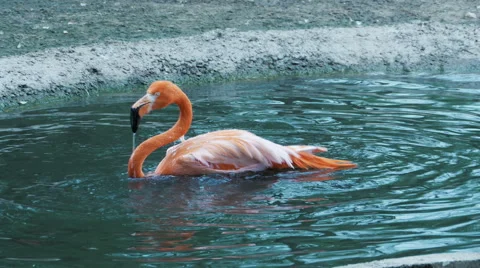 Flamingo bathing in the water, dip your head into the water and splashes Stock Footage 65750832