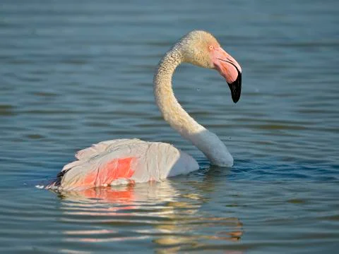 Flamingo bathing in water Stock Photos