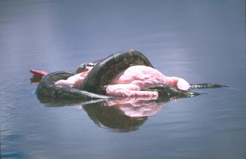 Flamingo being crushed by python snake., Kenya Stock Photos